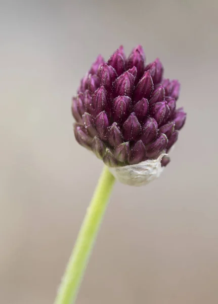 Allium Sphaerocephalon Yuvarlak Başlı Sızıntı Baget Allium Yabani Bitki Küçük — Stok fotoğraf