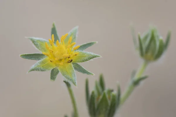 Potansiyel Türler Cinquefoil Küçük Çiçek Sepal Kıllı Kökleri Çözünmüş Yeşil — Stok fotoğraf