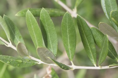 Manzanilla zeytinlerinin çeşitliliği zeytin ağacının dallarında yapraklar ve dallarla Eylül ayında Endülüs 'te hasat zamanı