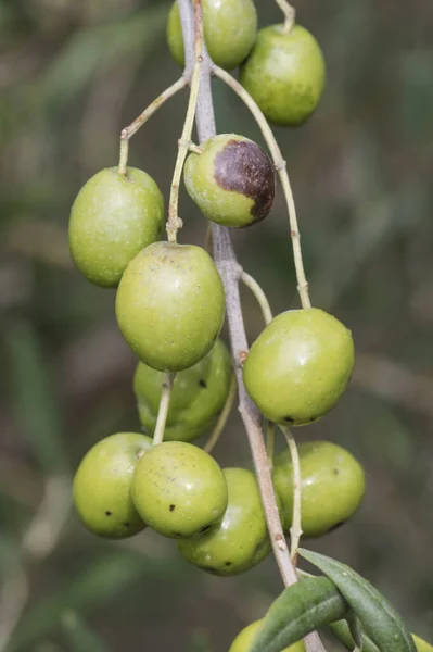 Oliviers Variété Manzanilla Sur Les Branches Olivier Avec Des Feuilles — Photo