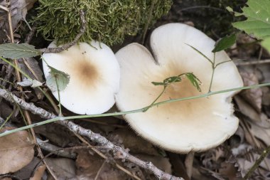 Agrocybe sillindracea veya kavak veya kestane mantarı aegerita altında yüksek kaliteli yenilebilir mantar beyazı ve şapka ışığının üzerinde tütün kahverengisi