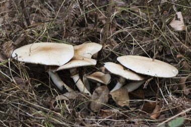 Agrocybe sillindracea veya kavak veya kestane mantarı aegerita altında yüksek kaliteli yenilebilir mantar beyazı ve şapka ışığının üzerinde tütün kahverengisi
