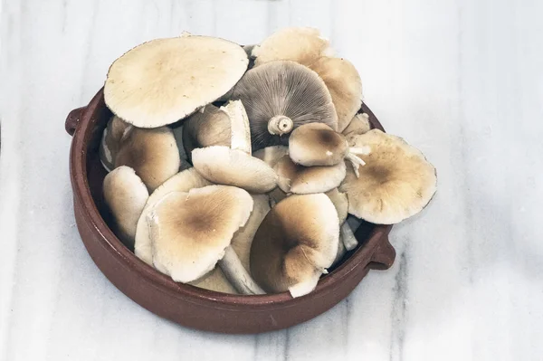 Agrocybe Cylindracea Eller Aegerita Poppel Eller Kastanj Svamp Hög Kvalitet — Stockfoto