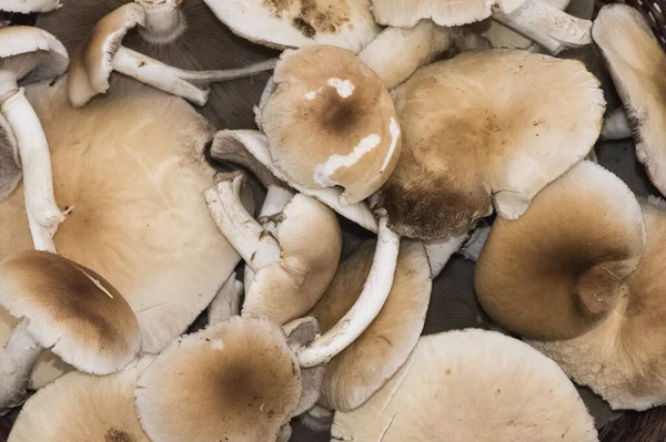 Agrocybe Cylindracea Eller Aegerita Poppel Eller Kastanj Svamp Hög Kvalitet — Stockfoto