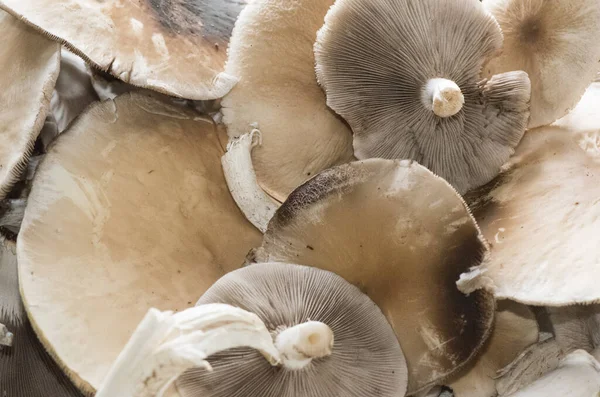 Agrocybe Cylindracea Eller Aegerita Poppel Eller Kastanj Svamp Hög Kvalitet — Stockfoto