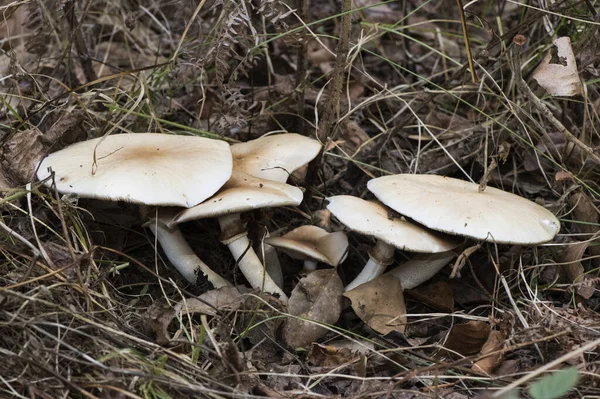 Agrocybe Sillindracea Veya Kavak Veya Kestane Mantarı Aegerita Altında Yüksek — Stok fotoğraf