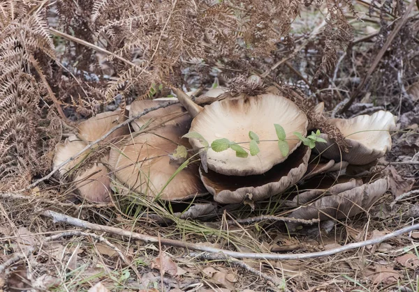 Agrocybe Cylindracea Eller Aegerita Poppel Eller Kastanj Svamp Hög Kvalitet — Stockfoto