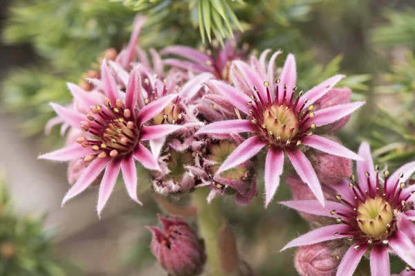 Sempervivum Minutum Zeus Bart Ist Eine Grüne Und Rote Hochgebirgs — Stockfoto