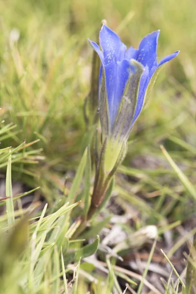 Gentiana Lung Onanthe Subsp 低洼地 妖怪爬行的植物 开着深蓝色的大花 绿叶多汁 — 图库照片