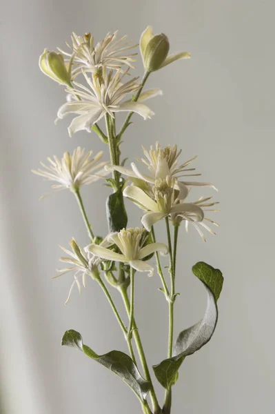 Clematis Vitalba Кожаный Цветок Восхождения Растение Красивых Белых Цветов Длинными — стоковое фото