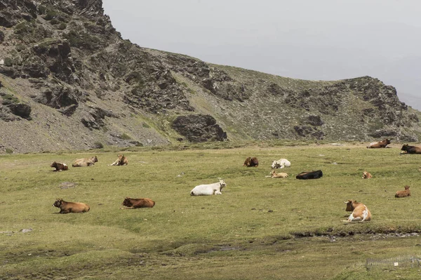 Latem Łąka Wysokogórska Zieloną Trawą Bykami Krowy Cielęta Przeżuwające Odpoczywające — Zdjęcie stockowe