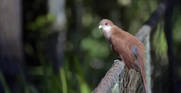 Squirrel cuckoo or chestnut cuckoo, Piaya cayana, bird of the Cuculidae family with wide distribution in Latin America and Brazil