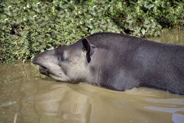 South American tapir, Tapirus terrestris, the largest terrestrial mammal in Brazil and the second largest in South America