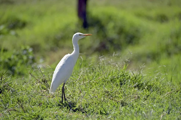 Cattle egret or western cattle egret, Bubulcus ibis, bird of the Ardeidae family, originating in the Mediterranean region and now present in the Americas