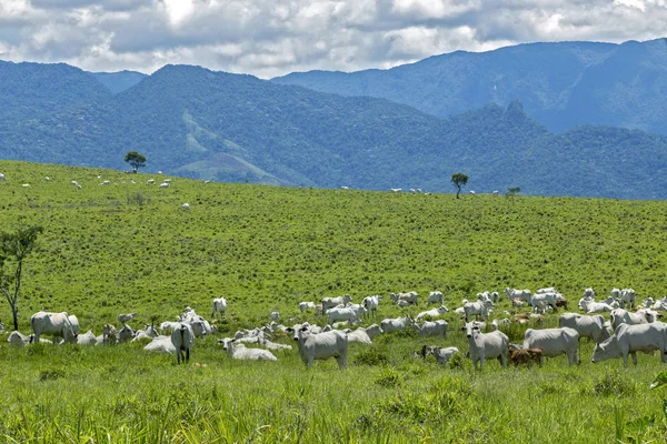 Nelore cattle in green pasture, with blue hills in background. Sao Paulo, Brazil