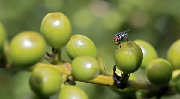 Close-up of fly on coffee bean, at a farm in the state of Sao Paulo, Brazil