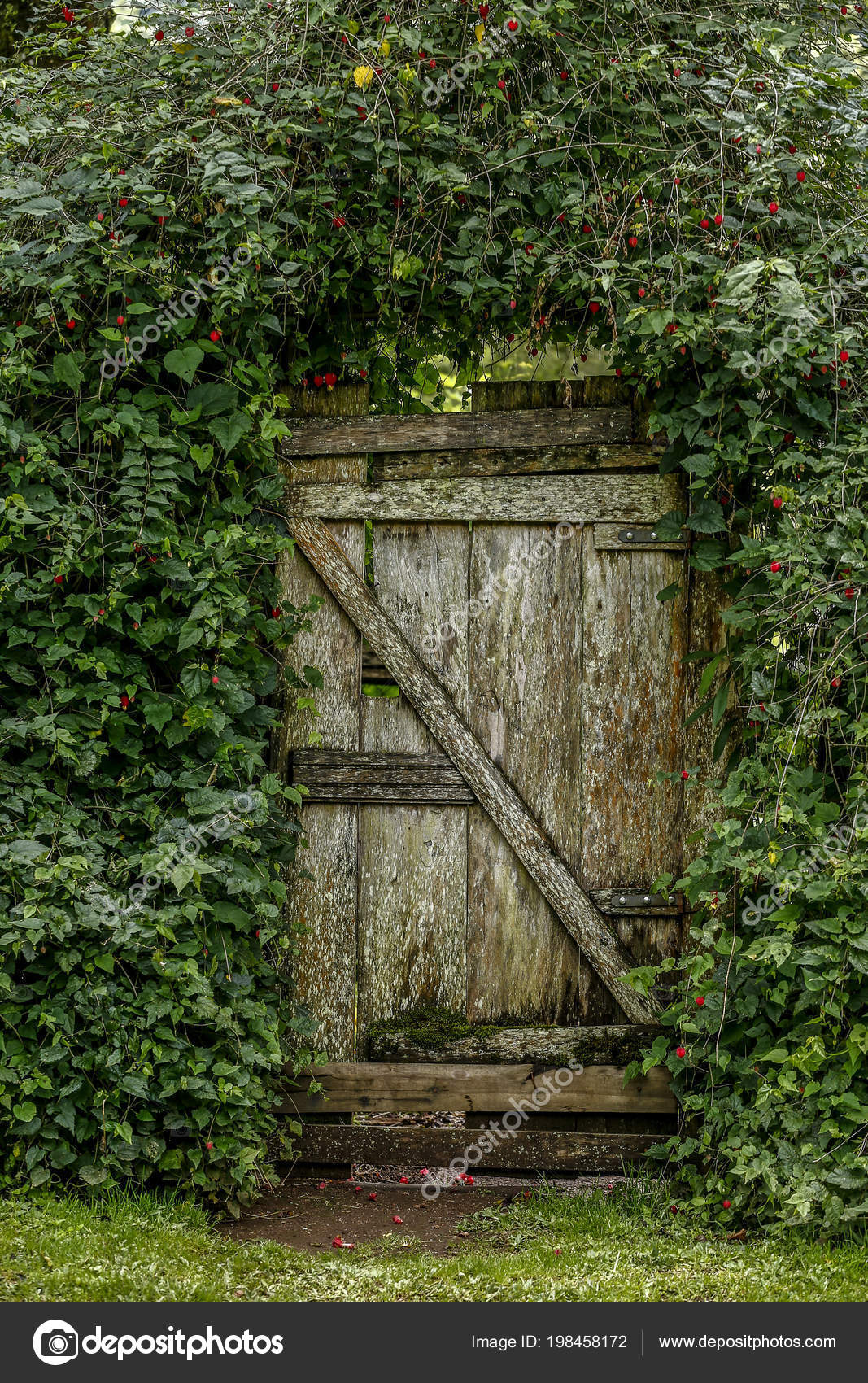 Old Garden Gate Flanked Vine Leaves Stock Photo Jaboticabafotos Old Garden Gate Flanked Vine Leaves Stock Photo
