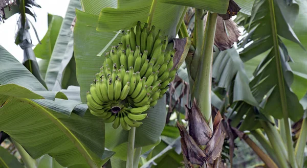 Plantation of bananas with grown fruits. Vale do Ribeira, Sao Paulo, Brazil