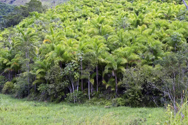 Rational plantation of peach palm. Vale do Ribeira, Sao Paulo, Brazil