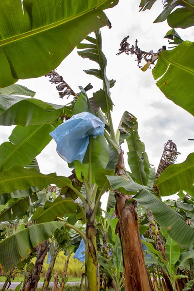 Plantation of bananas with grown fruits. Vale do Ribeira, Sao Paulo, Brazil