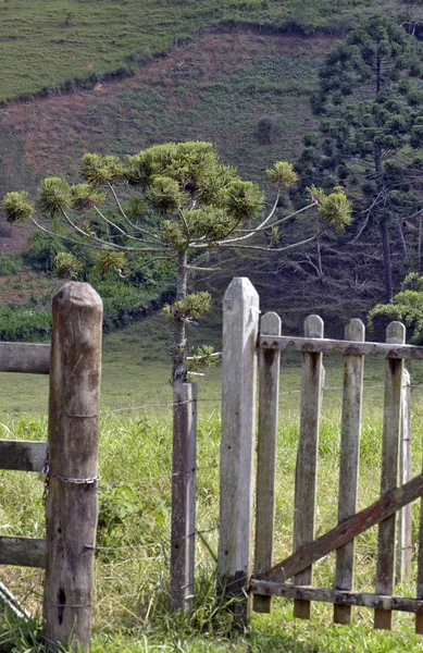 Farm gate with araucarias, or Brazilian pine, in the background. Brazil