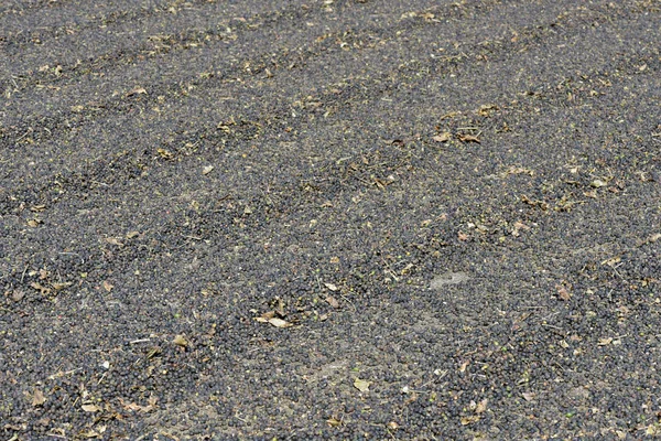 Closeup of outdoor coffee drying patio. Minas Gerais state. Brazil