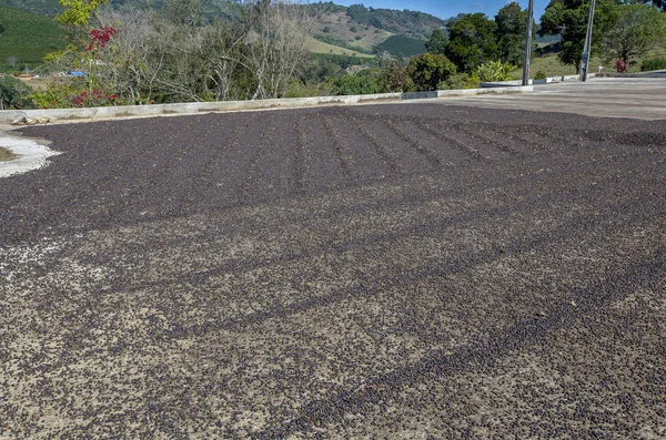 Wide view of drying patio of coffee, in farm of the state of Minas Gerais, Brazil