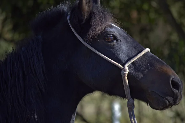 Black horse head with eye shine and white halter