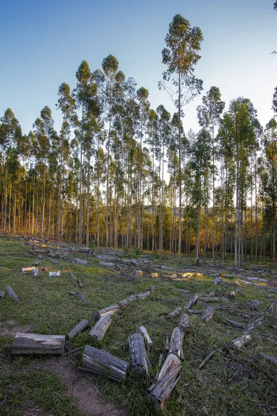 Eucalyptus plantation for wood production. Brazil