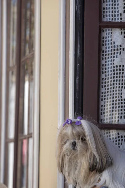 Small dog in the window watching the movement on the street. Brazil