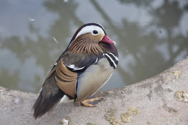 Mandarin duck male, symbol of fidelity in China