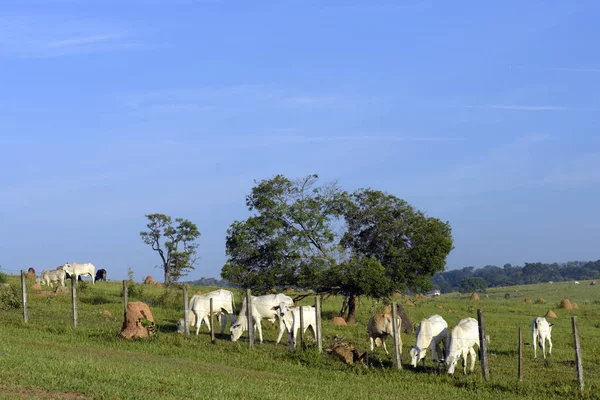 Nelore and mestizo cattle in green pasture under the morning light with blue sky. Sao Paulo state, Brazil