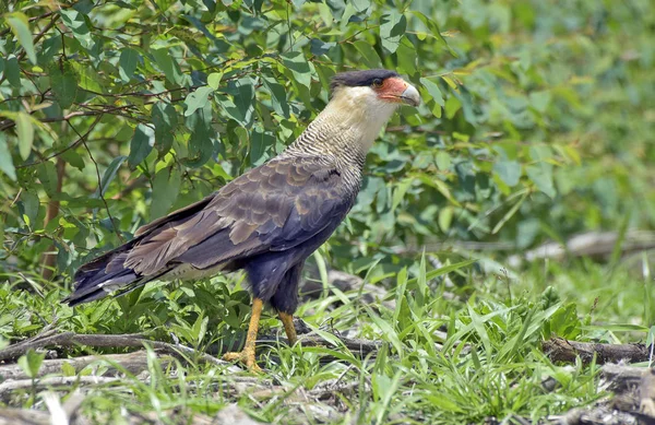 Southern caracara hunting on the grass in search of insects and small rodents. Sao Paulo state, Brazil