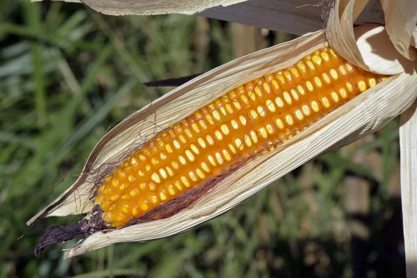 Ripe corn ear with exposed grains, still in the plant