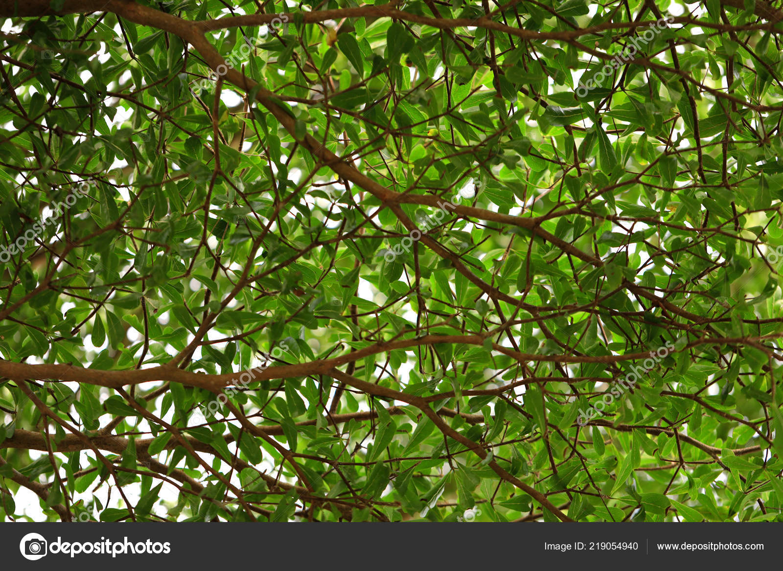 Tree Branches Green Leaves Close View Stock Photo Image By C Migelradriges