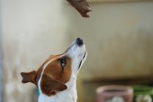 Közelről aranyos Jack Russell Terrier kutya portréja