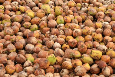 Hindistan cevizi meyve, bir yığın görünümü kapatın