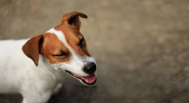 Jack Russell Terrier köpek portre kadar kapatın