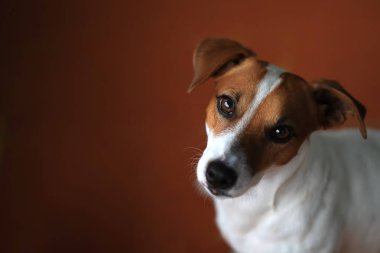 Jack Russell Terrier köpek portre kadar kapatın