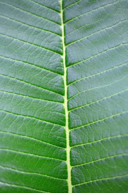 Yeşil yaprağın yakın görüntüsü