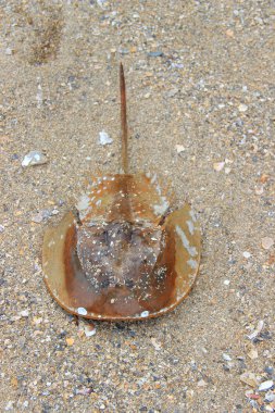 Stingray deniz altındaki kahverengi, görünümü Kapat
