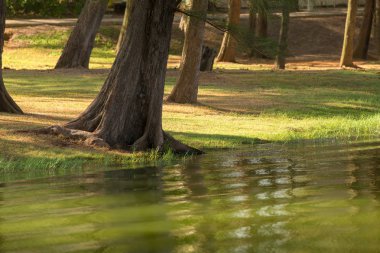 ağaç gövdeleri üzerinde lakeshore yeşil su ile