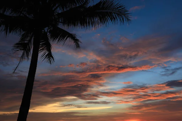 Palmier Plaja Tropicala Timpul Apus Soare Frumos — Fotografie, imagine de stoc