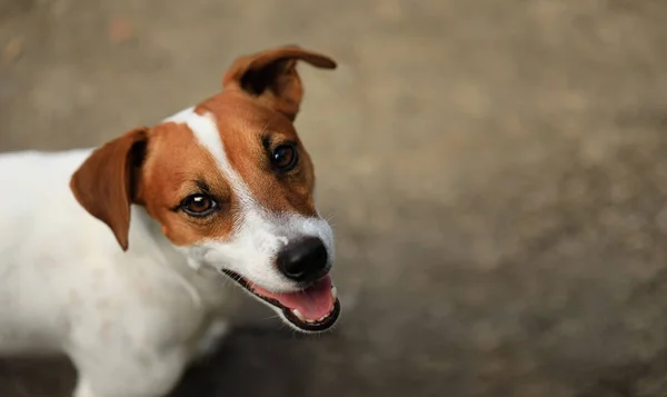 Tæt Portræt Søde Jack Russell Terrier Hund - Stock-foto