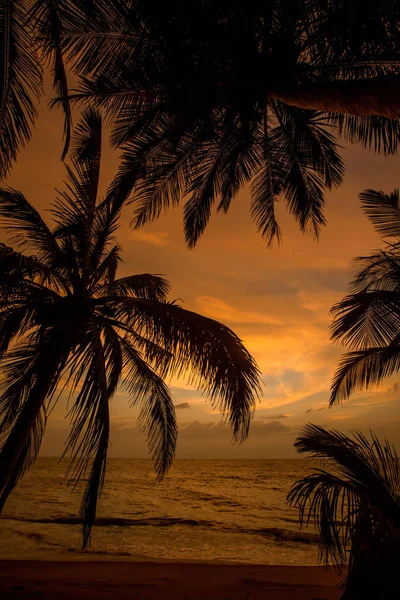 Palmieri Plaja Tropicala Timpul Apusului Soare — Fotografie, imagine de stoc