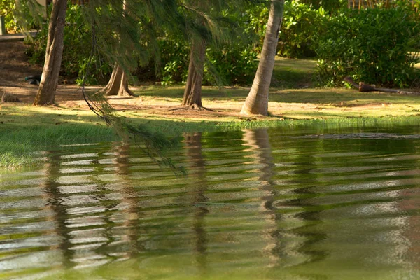 Troncos Árvores Margem Lago Com Água Verde — Fotografia de Stock