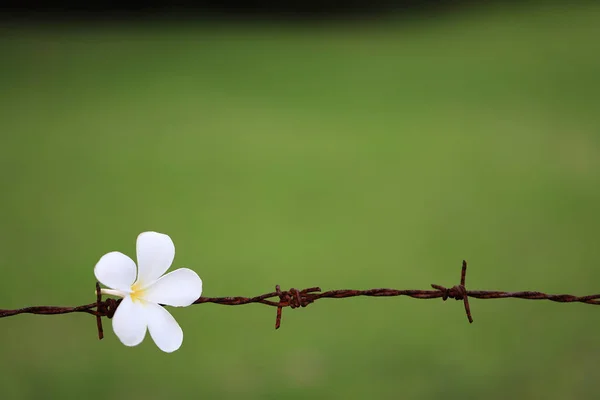 Beautiful White Flower Barbed Wire Blurred Green Background — Stock Photo, Image