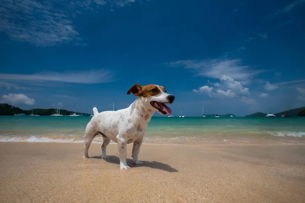 Portrait Gros Plan Mignon Chien Jack Russell Terrier Sur Une — Photo