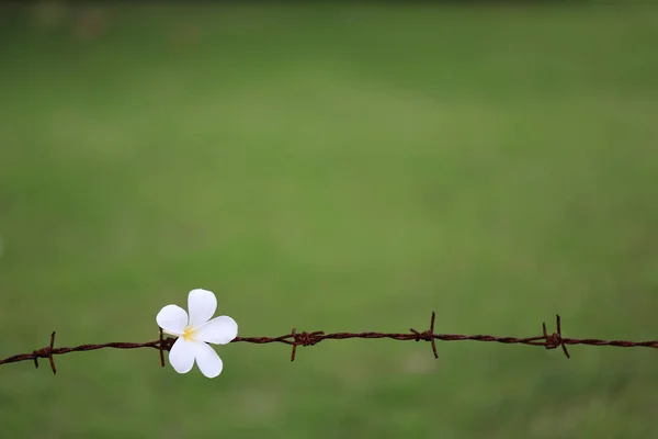 beautiful white flower on barbed wire against blurred green background