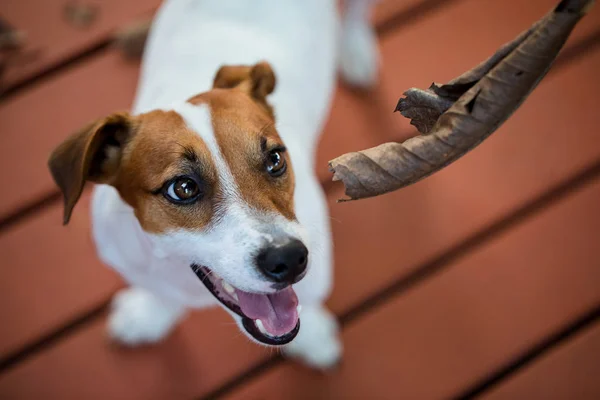 Close Van Portret Van Leuke Jack Russell Terrier Hond — Stockfoto